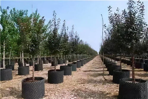 园林景观绿化施工必懂 从概念到实践的核心要义