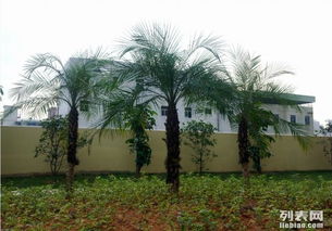 东莞园林绿化工程设计、施工与养护一体化服务详解