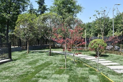 绿意浓荫，古城新貌 城墙景观绿化提升工程纪实