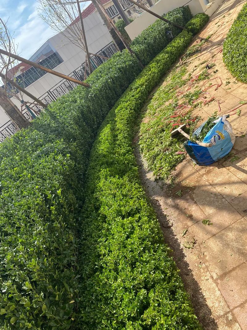 小区里的春夏，藏在园林绿化的故事里